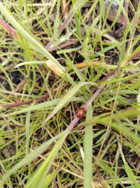 coccinelle_rosee.jpg