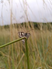 papillon.jpg