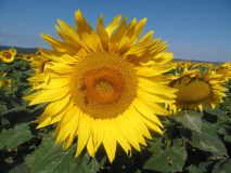 Annick_Tournesol.jpg